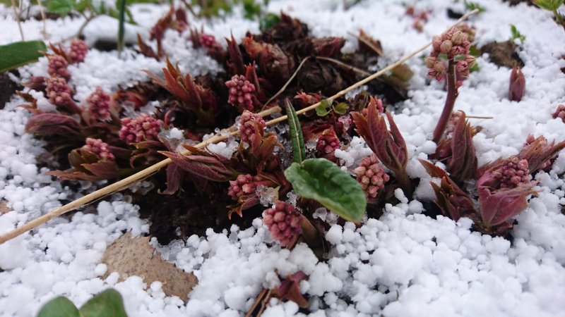 Mukdenia rossi 'Karasuba'