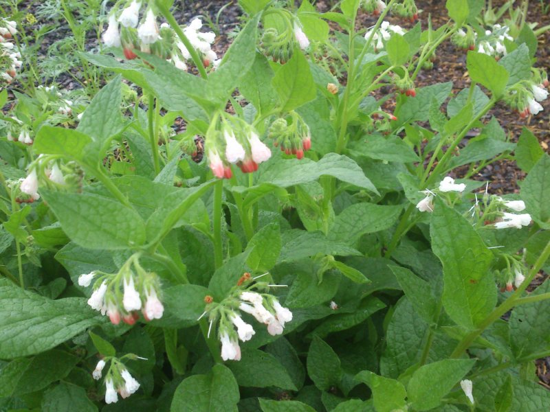 Symphytum grandiflorum 'Hidcote Pink' Suureõieline varemerohi