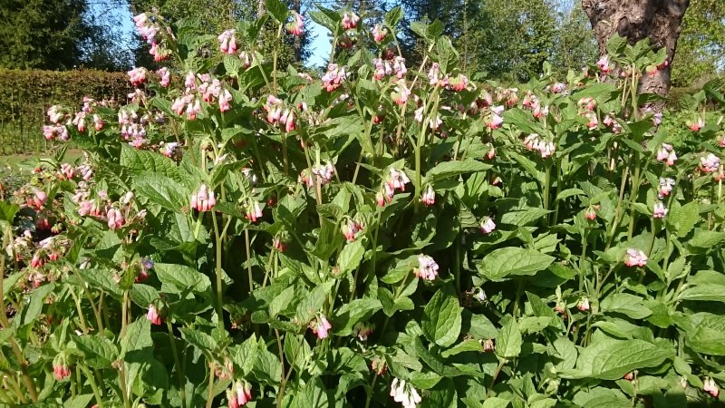 Symphytum grandiflorum 'Hidcote Pink' Suureõieline varemerohi