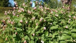 Symphytum grandiflorum 'Hidcote Pink' Окопник крупный