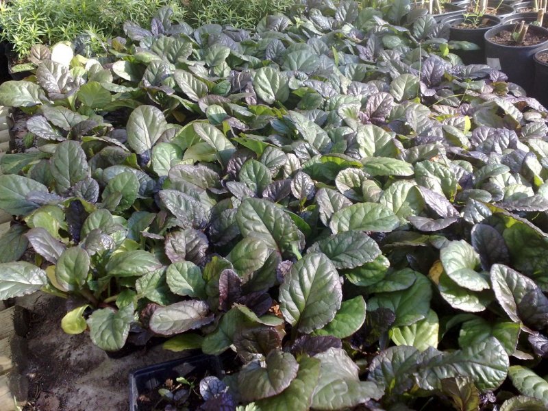 Ajuga reptans ´Catlin´s Giant´ Roomav akakapsas