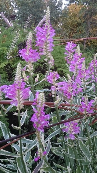 Physostegia virginiana 'Variegata'