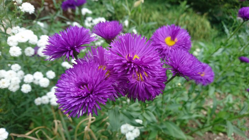 Erigeron hybride 'Schwarzes Meer' Мелколепестник красивый