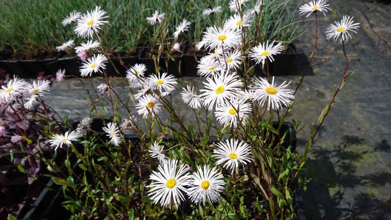 Erigeron hybride 'Sommerneuschnee' Aed-õnnehein