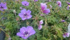 Geranium hybride 'Havana Blues' Kurjenpolvi