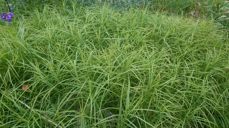 Carex muskingumensis 'Variegata' Palmusara