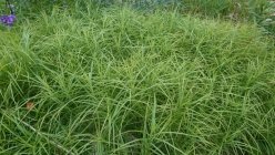 Carex muskingumensis 'Variegata' Осока пальмовая