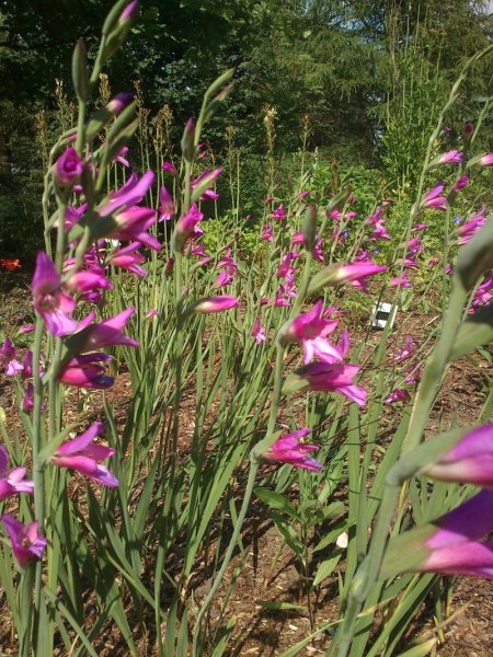 Gladiolus communis subsp. byzantinus  Purpuramiekkalilja