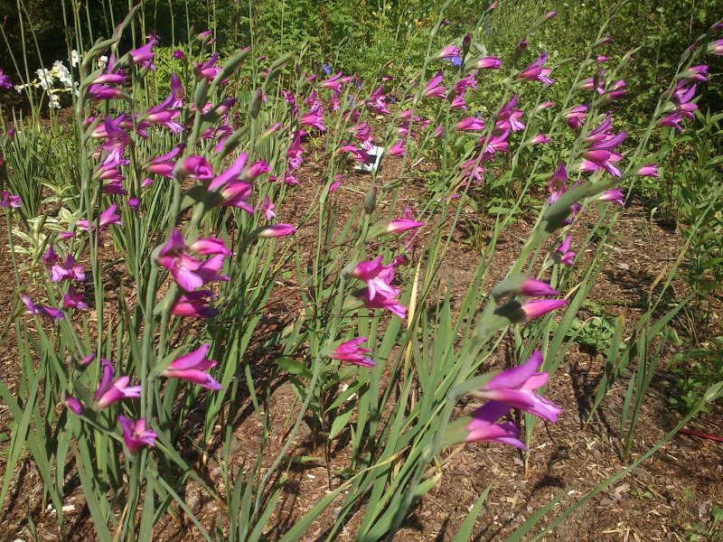 Gladiolus communis subsp. byzantinus  Purpuramiekkalilja