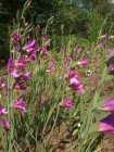 Gladiolus communis subsp. byzantinus Гладиолус обыкновенный