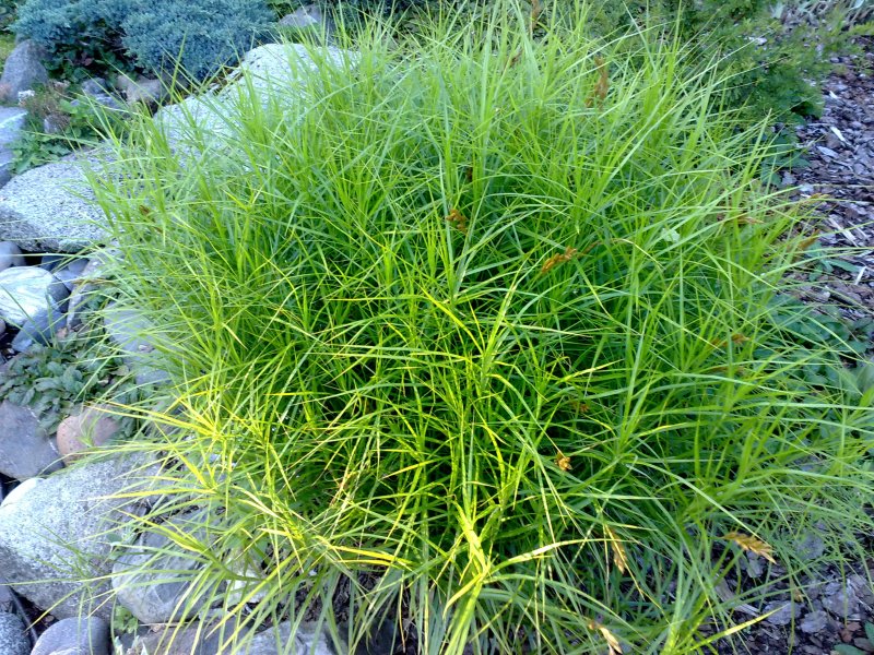 Carex muskingumensis Осока пальмолистная