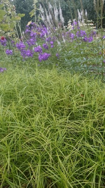 Carex muskingumensis Осока пальмолистная