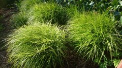 Carex muskingumensis Осока пальмолистная