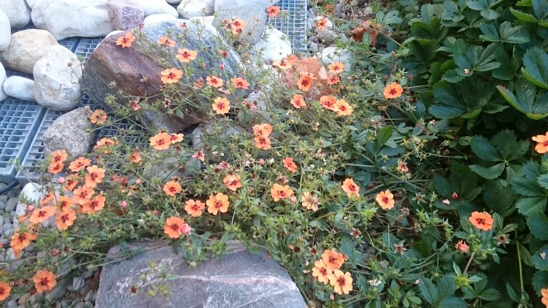 Potentilla x tonguei