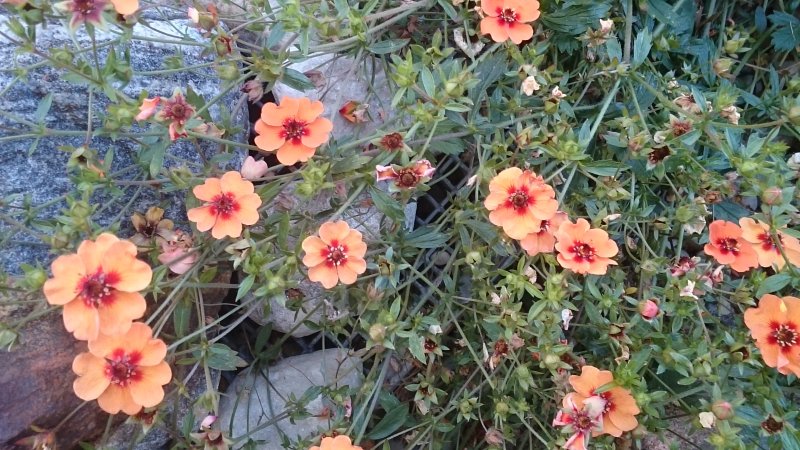 Potentilla x tonguei