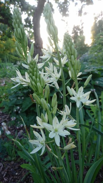 Camassia leichtlinii 'Alba' Leichtlini preeriaküünal