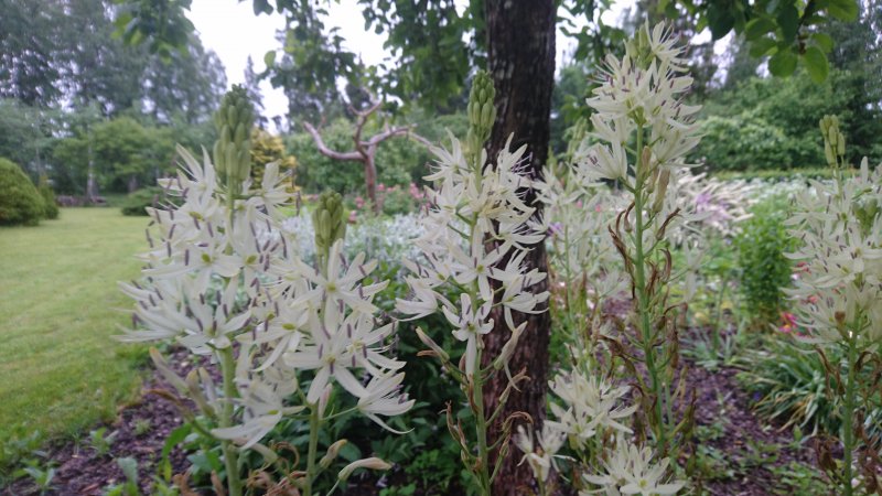 Camassia leichtlinii 'Alba' Leichtlini preeriaküünal