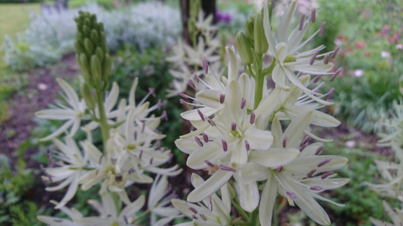 Camassia leichtlinii 'Alba' Leichtlini preeriaküünal