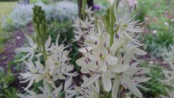 Camassia leichtlinii 'Alba' Isotähtihyasintti