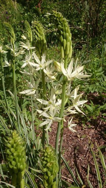 Camassia leichtlinii 'Sacajawea'
