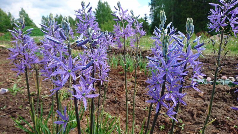 Camassia leichtlinii 'Caerulea' Leihtlini preeriaküünal TAIMENA