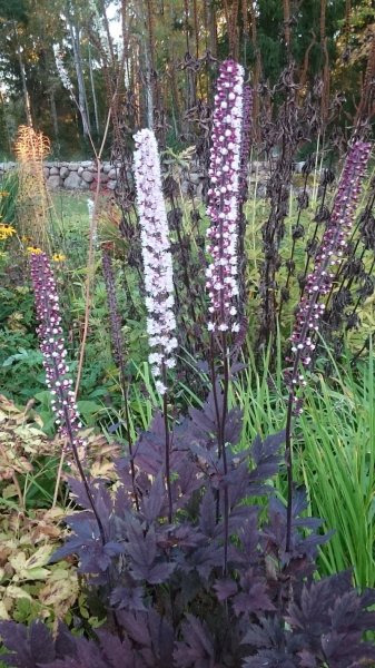 Cimicifuga simplex ‘Brunette’ Syyskimikki