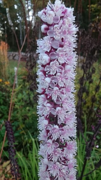 Cimicifuga simplex ‘Brunette’