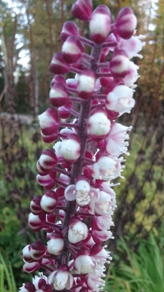 Cimicifuga simplex ‘Brunette’ Lihtlehine lursslill