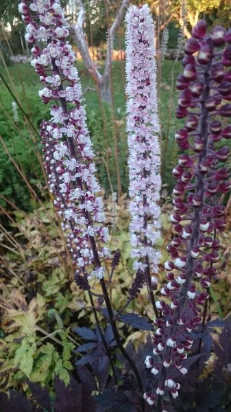 Cimicifuga simplex ‘Brunette’  Клопогон обыкновенный