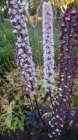 Cimicifuga simplex ‘Brunette’ Lihtlehine lursslill