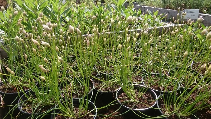 Allium schoenoprasum 'Corsican White' Ruoholaukka