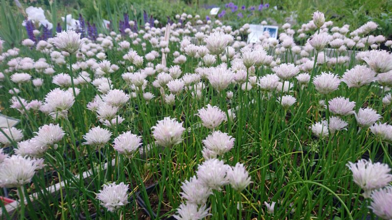 Allium schoenoprasum 'Corsican White'