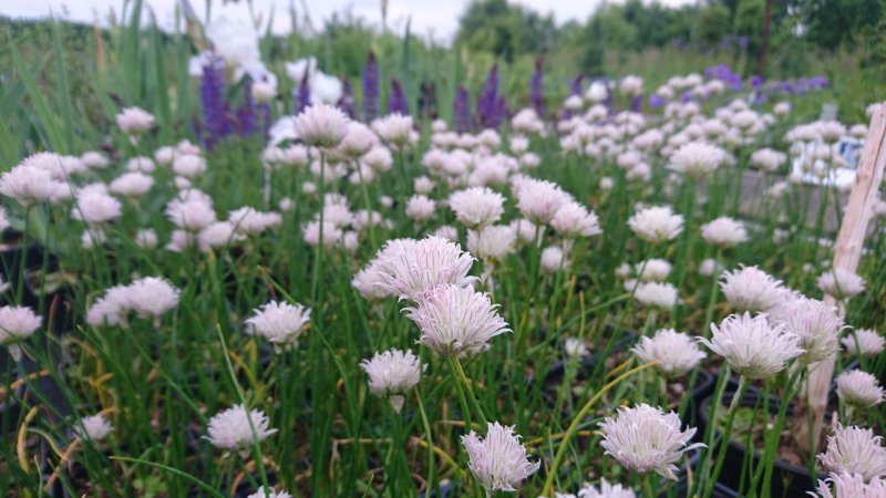 Allium schoenoprasum 'Corsican White' Ruoholaukka