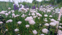 Allium schoenoprasum 'Corsican White'