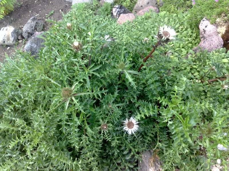 Carlina acaulis var simplex Alpine Carline Thistle /