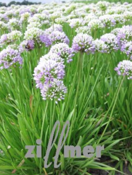 Allium senescens ssp. senescens Лук стареющий