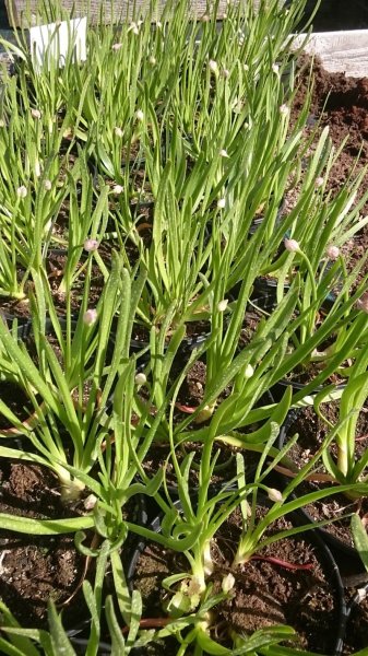 Allium senescens ssp. senescens Лук стареющий