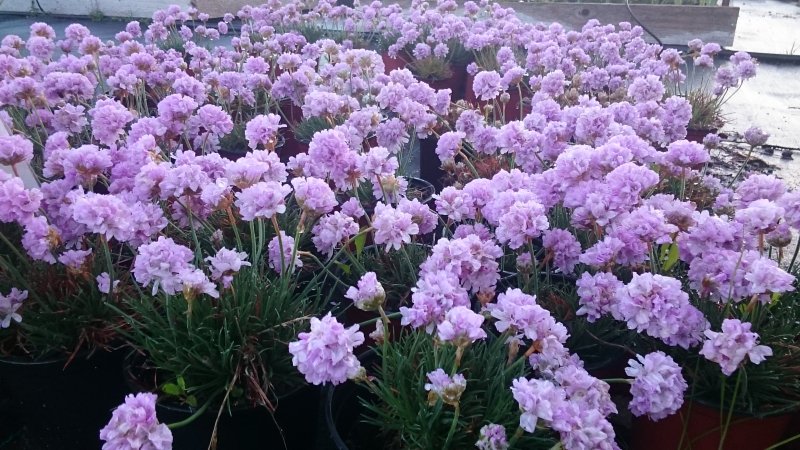 Armeria juniperifolia 'Röschen' Армерия дернистая