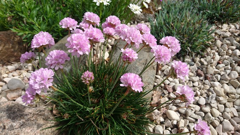 Armeria juniperifolia 'Röschen'