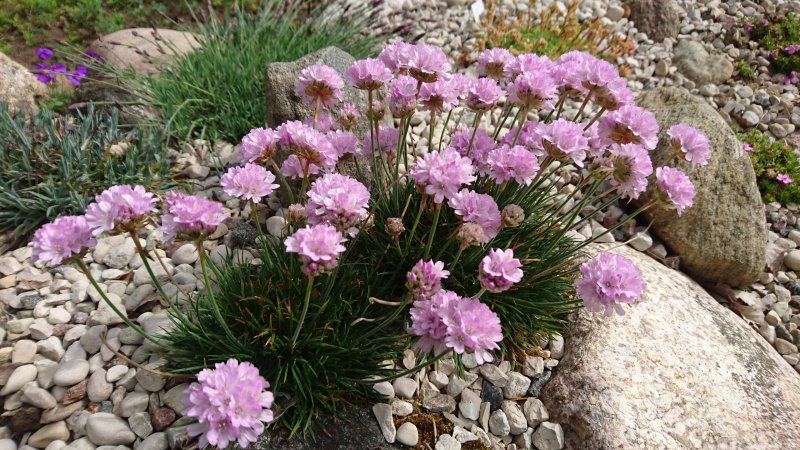 Armeria juniperifolia 'Röschen' Армерия дернистая