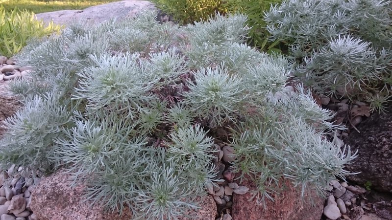 Artemisia schmidtiana 'Nana'