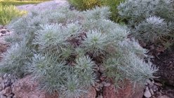 Artemisia schmidtiana 'Nana' Schmidti puju