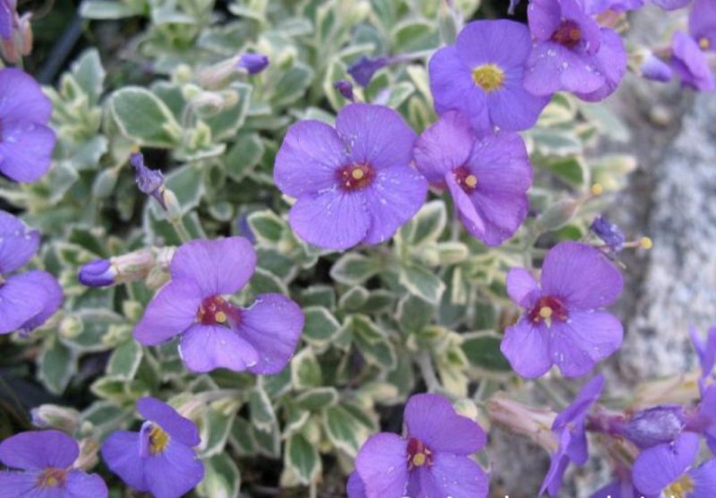 Aubrieta 'Golden Emperor' Sinipadjake