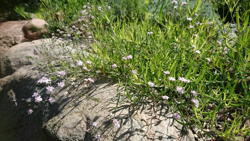 Gypsophila repens 'Jolien' Mätäsharso