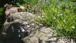 Gypsophila repens 'Jolien'