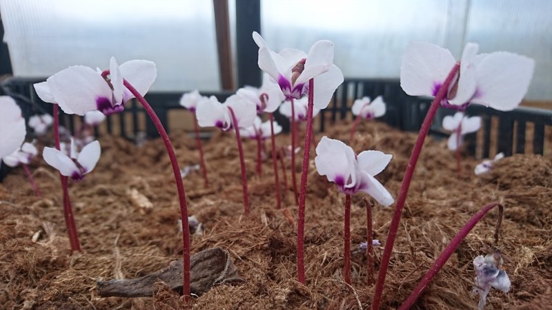 Cyclamen coum  Цикламен косский