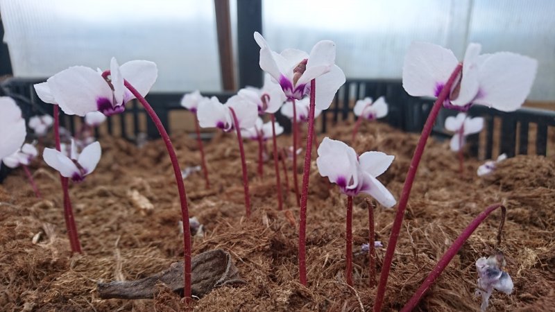 Cyclamen coum  Ümaralehine alpikann