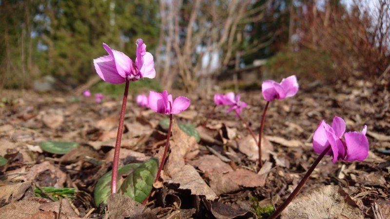 Cyclamen coum  Balkaninsyklaami