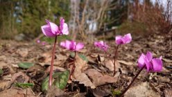 Cyclamen coum  Ümaralehine alpikann