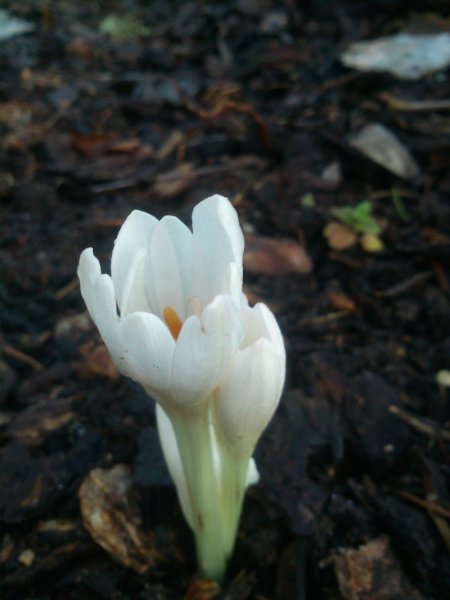 Colchicum autumnale 'Album' Syysmyrkkylilja